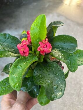 Pink Crown of Thorns (Euphorbia) with Glossy Green Leaves